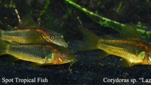 Corydoras sp. - Lazer Orange Fish