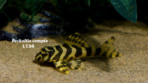 Peckoltia compta