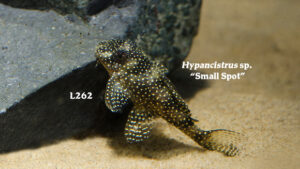 Hypancistrus sp. - Small Spot Fish