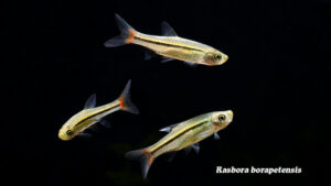 Rasbora borapetensis