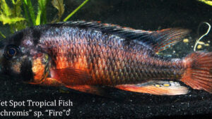 Haplochromis sp. - Fire