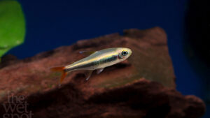 Hyphessobrycon loretoensis