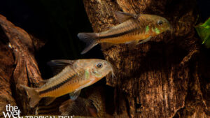 Corydoras nattereri