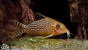 Corydoras haraldschultzi