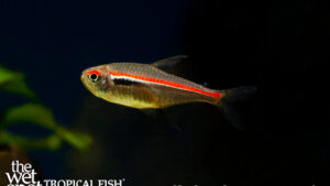 Hyphessobrycon amapaensis