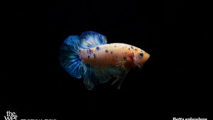 Betta splendens - Blue Marble Fish