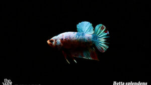 Betta splendens - Galaxy Plakat Fish