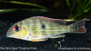 Geophagus brachybranchus