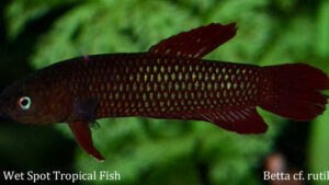 Betta cf. rutilans