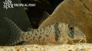 Corydoras orcesi - Bonita Cory