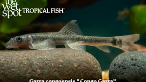 Garra congoensis - Congo Garra