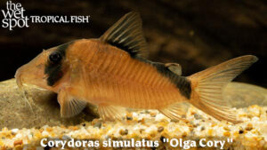 Corydoras simulatus - Olga Cory