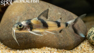 Gagata dolichronema - Clown Catfish