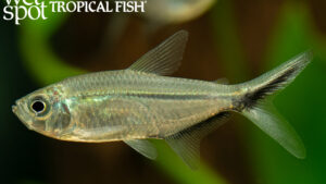 Moenkhausia costae - Black Line Tail Tetra