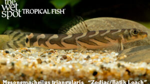 Mesonemacheilus triangularis - Zodiac/Batik Loach