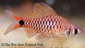 Oreichthys sp. - Myanmar Redfin Barb