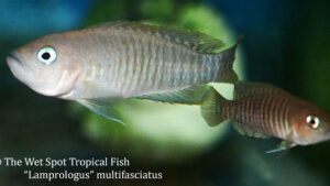 Lamprologus multifasciatus