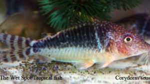 Corydoras seussi