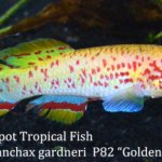 Freshwater Tropical Fish Store Inventory - Aquarium Fish - The Wet Spot ...