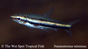 Nannostomus minimus