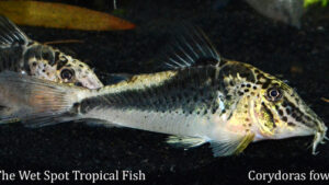 Corydoras fowleri