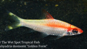 Sahyadria denisonii - Golden Form Fish