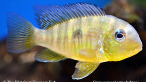 Gymnogeophagus balzani