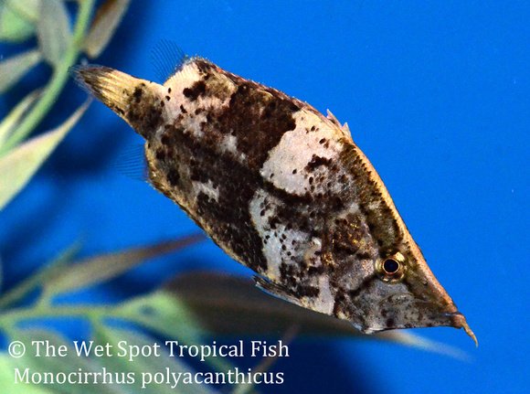 south american leaf fish