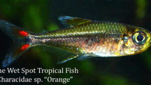 Characidae sp. - Orange