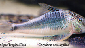 Corydoras semiaquilus