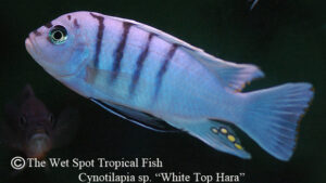 Cynotilapia sp. - White Top Hara