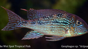 Geophagus sp. - Aripuana