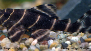 Panaqolus sp. - Emperor Pleco