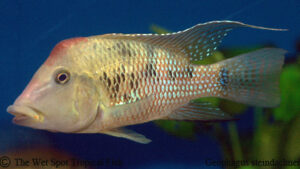 Geophagus steindaelineri