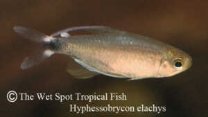 Hyphessobrycon elachys