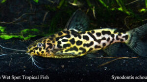 Synodontis schoutedeni