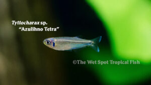 Tyttocharax sp. - Azulihno Tetra