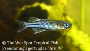 Pseudomugil gertrudae - Aru IV Fish