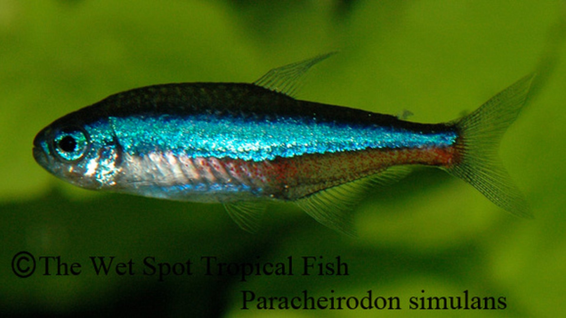 Paracheirodon simulans - Tropical Freshwater Fish For Sale Online - The ...