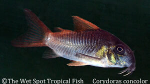 Corydoras concolor