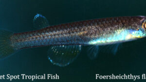 Foersheichthys flavipinnis