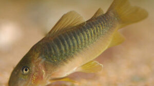 Corydoras melanotaenia