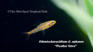 Odontocharacidium cf. aphanes - Picaflor Tetra