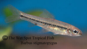 Barbus stigmatopygus