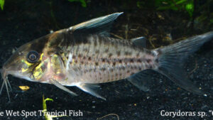 Corydoras sp.