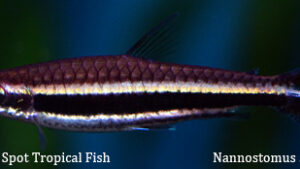 Nannostomus sp. - Black