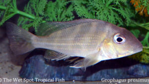 Geophagus proximus