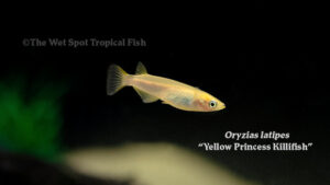 Oryzias latipes - Yellow Princess Killifish