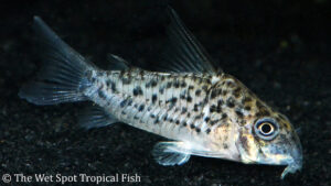 Corydoras loretoensis