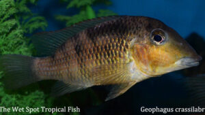 Geophagus crassilabris